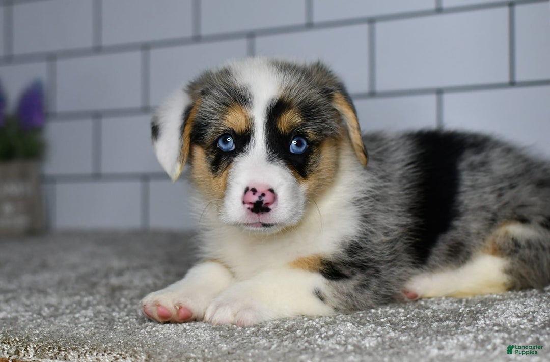 Welsh Corgi Pembroke dogs for sale: Moses - Image 5