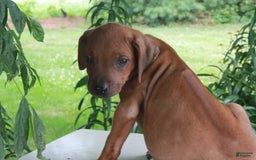 Rhodesian Ridgeback dogs for sale: Gemma - Image 13