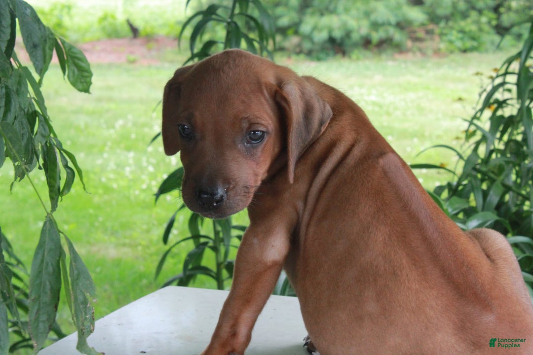 Rhodesian Ridgeback dogs for sale: Gemma - Image 13