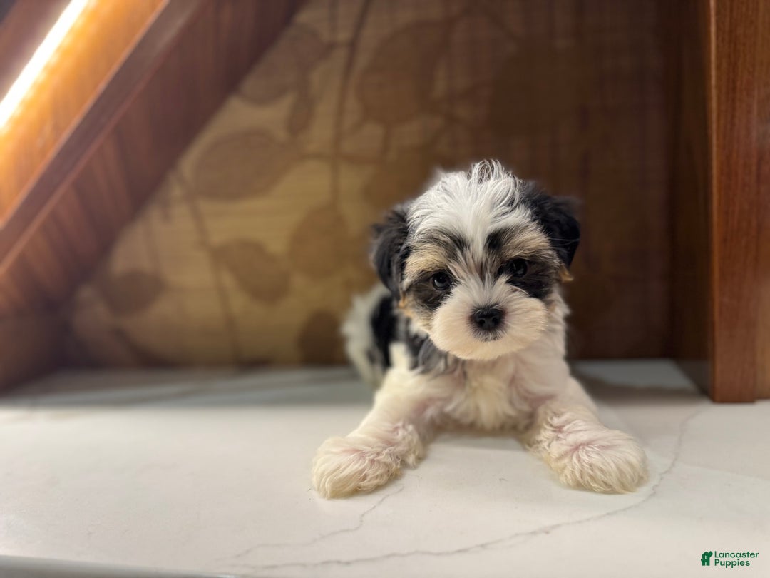 Morkie dogs for sale: Dennis - Image 7