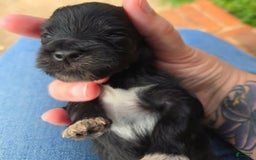 Miniature Schnauzer dogs for sale: Pup 4 - Image 2