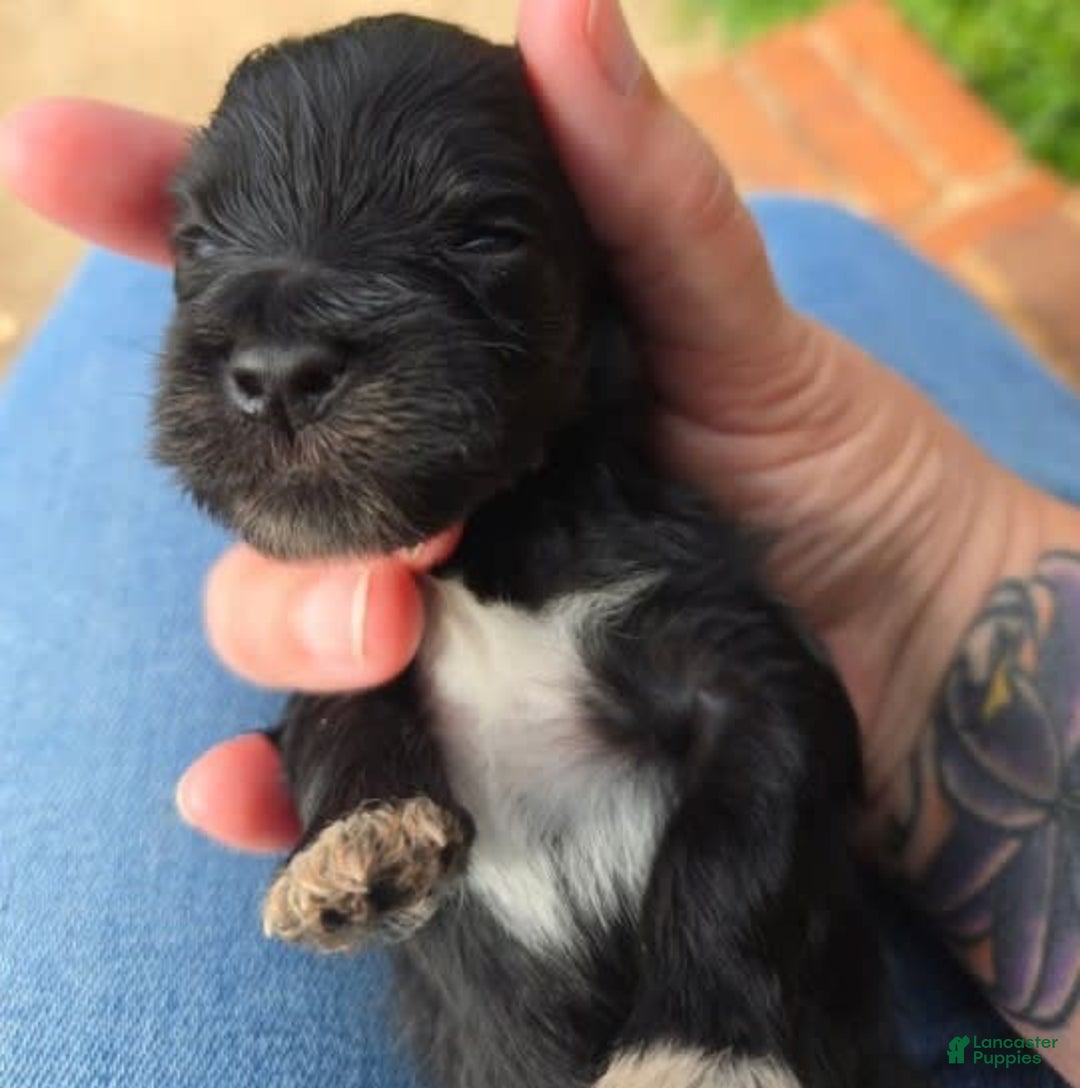 Miniature Schnauzer dogs for sale: Pup 4 - Image 2