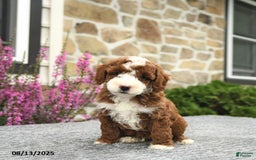 Mini Goldendoodle dogs for sale: Cooper - Image 3