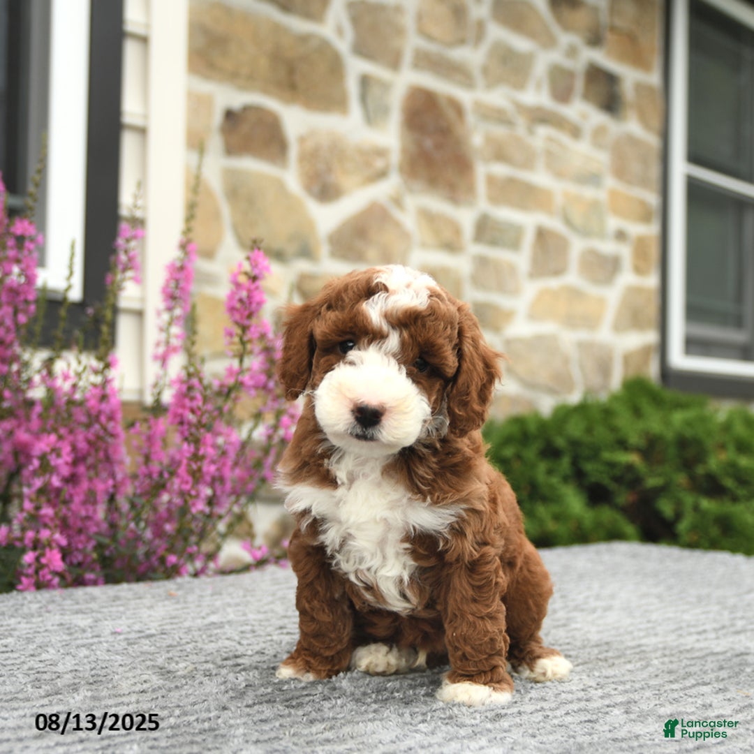 Mini Goldendoodle dogs for sale: Cooper - Image 3