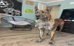 Great Dane dogs for sale: Blackjack - Image 4