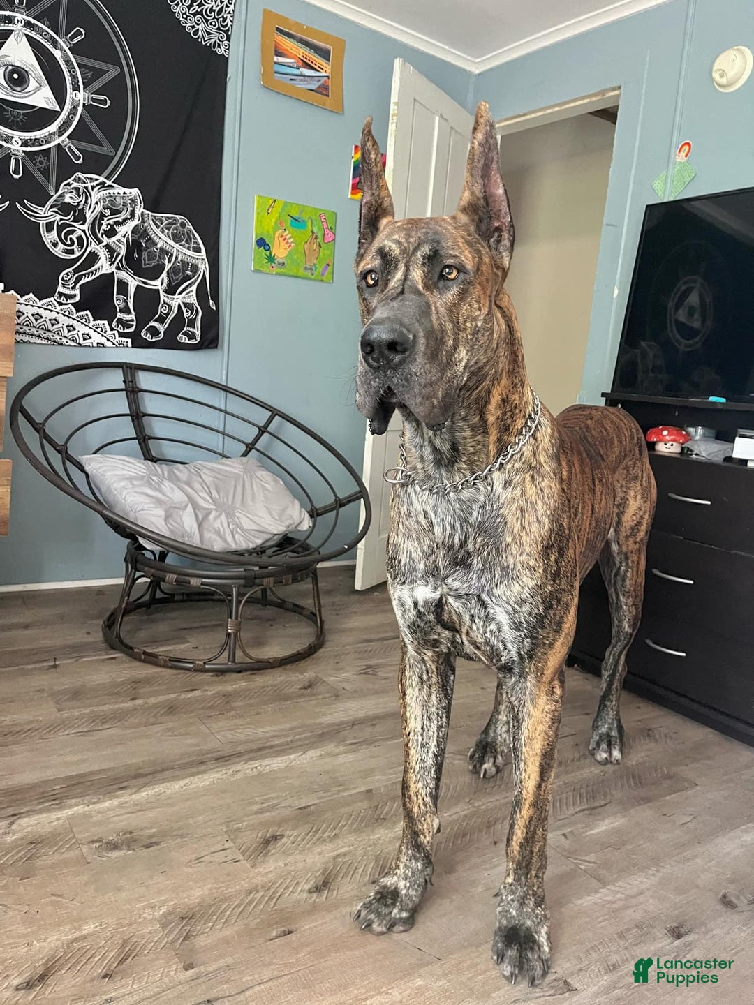 Great Dane dogs for sale: Blackjack - Image 4