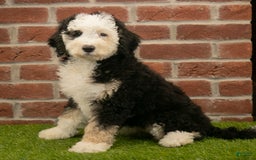 Mini Bernedoodle dogs for sale: Brooklyn - Image 13