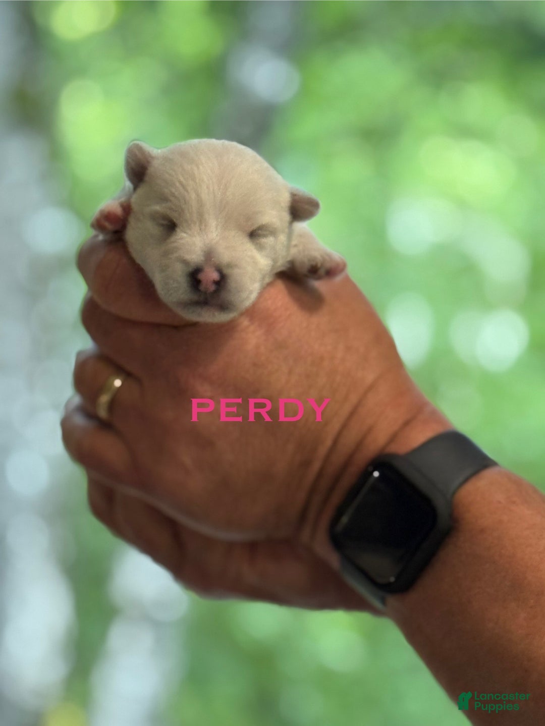 West Highland Terrier dogs for sale: Perdy - Image 3