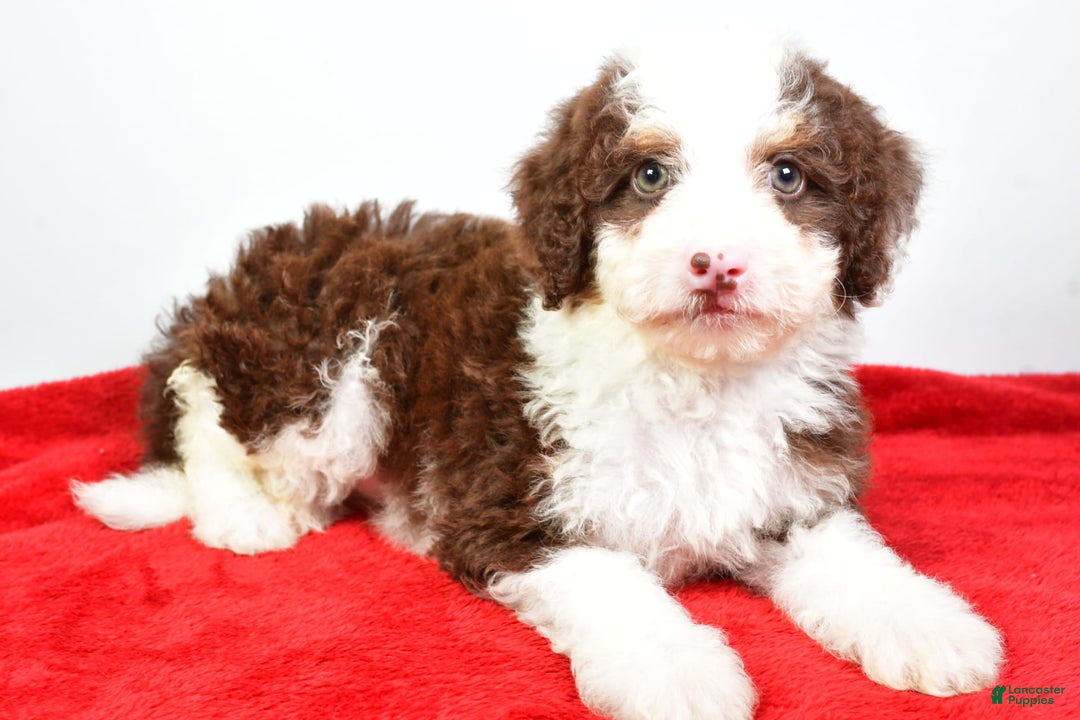 Mini Bernedoodle dogs for sale: Wendy - Image 3