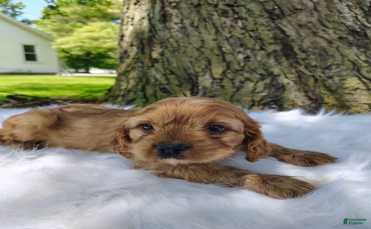 Cavalier King Charles Spaniel dogs for sale - Ad 5