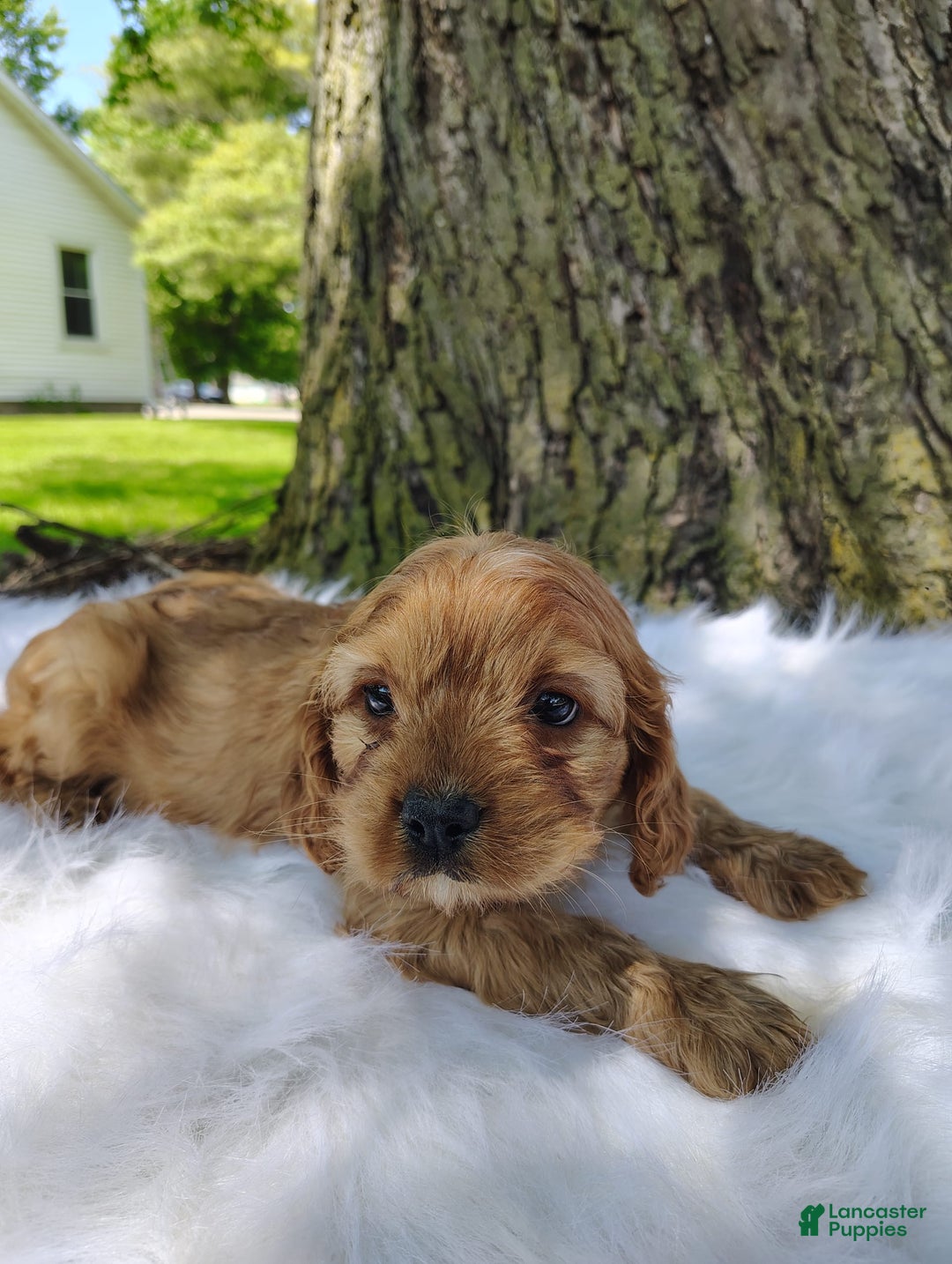 Cavalier King Charles Spaniel dogs for sale: Dos - Image 1