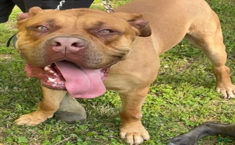 South African Boerboels dogs - Advert 1