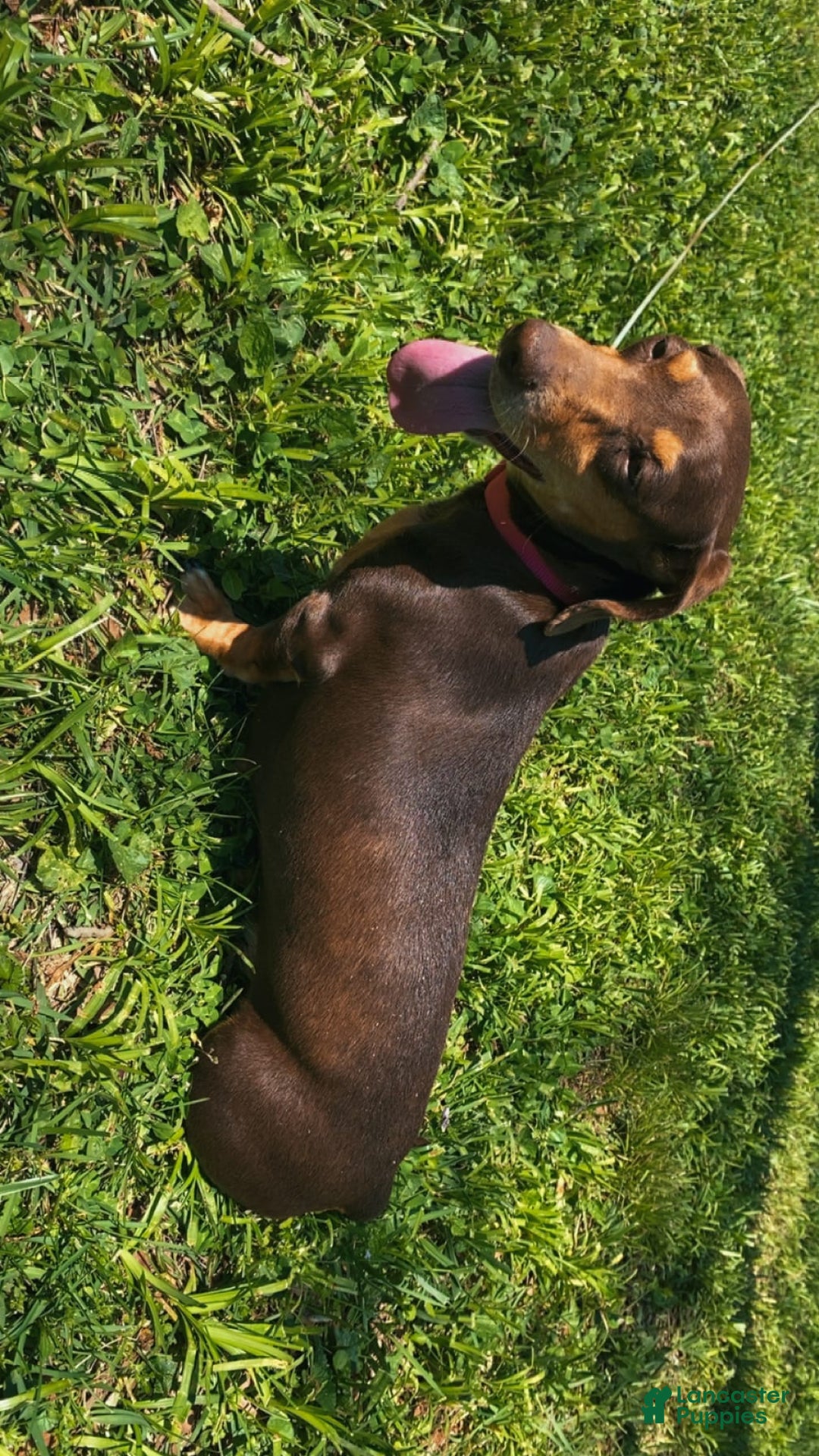 Dachshund dogs for sale: Sandman - Image 3