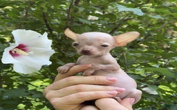 Chihuahua dogs for sale: Trumpette - Image 7
