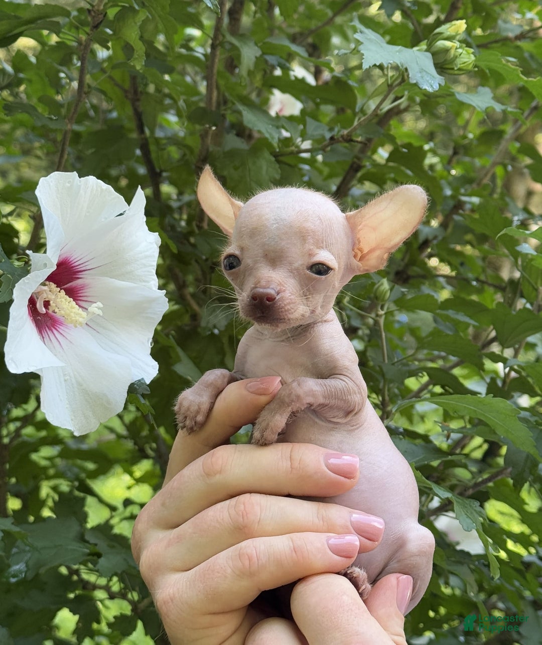 Chihuahua dogs for sale: Trumpette - Image 7