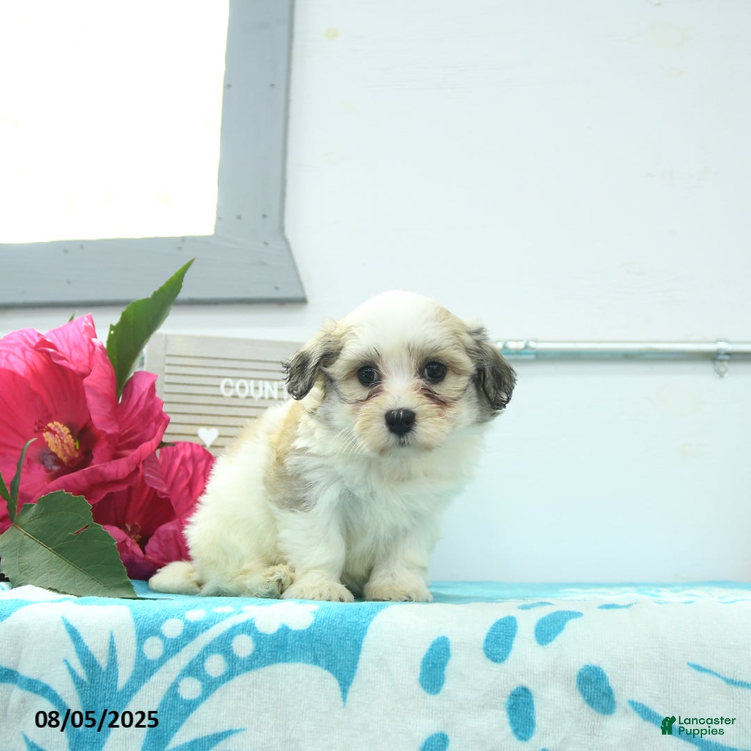 Havanese dogs for sale: Nellie - Image 2