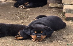 Rottweiler dogs for sale: Demi - Image 5