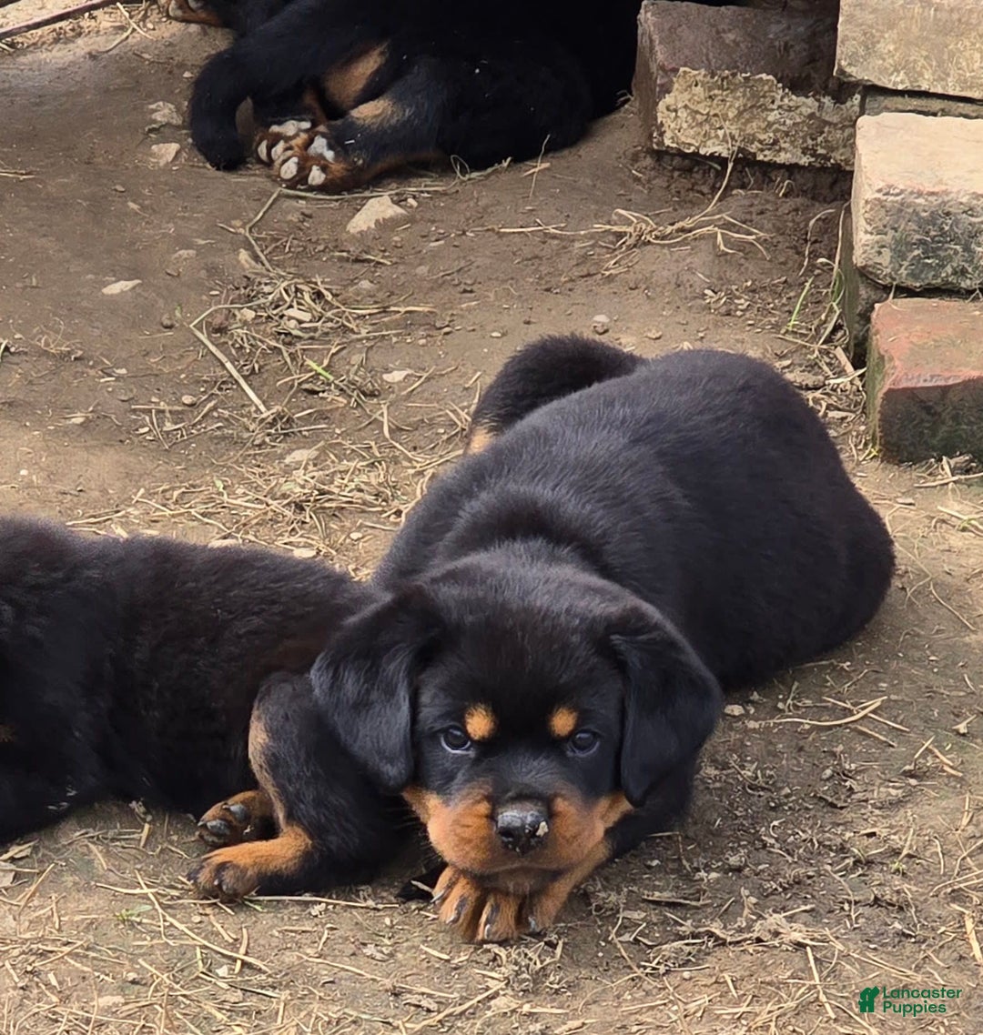 Rottweiler dogs for sale: Demi - Image 5