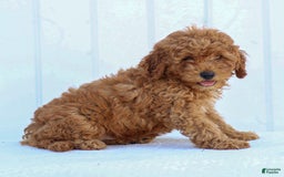 Miniature Poodle dogs for sale: Pierre - Image 5