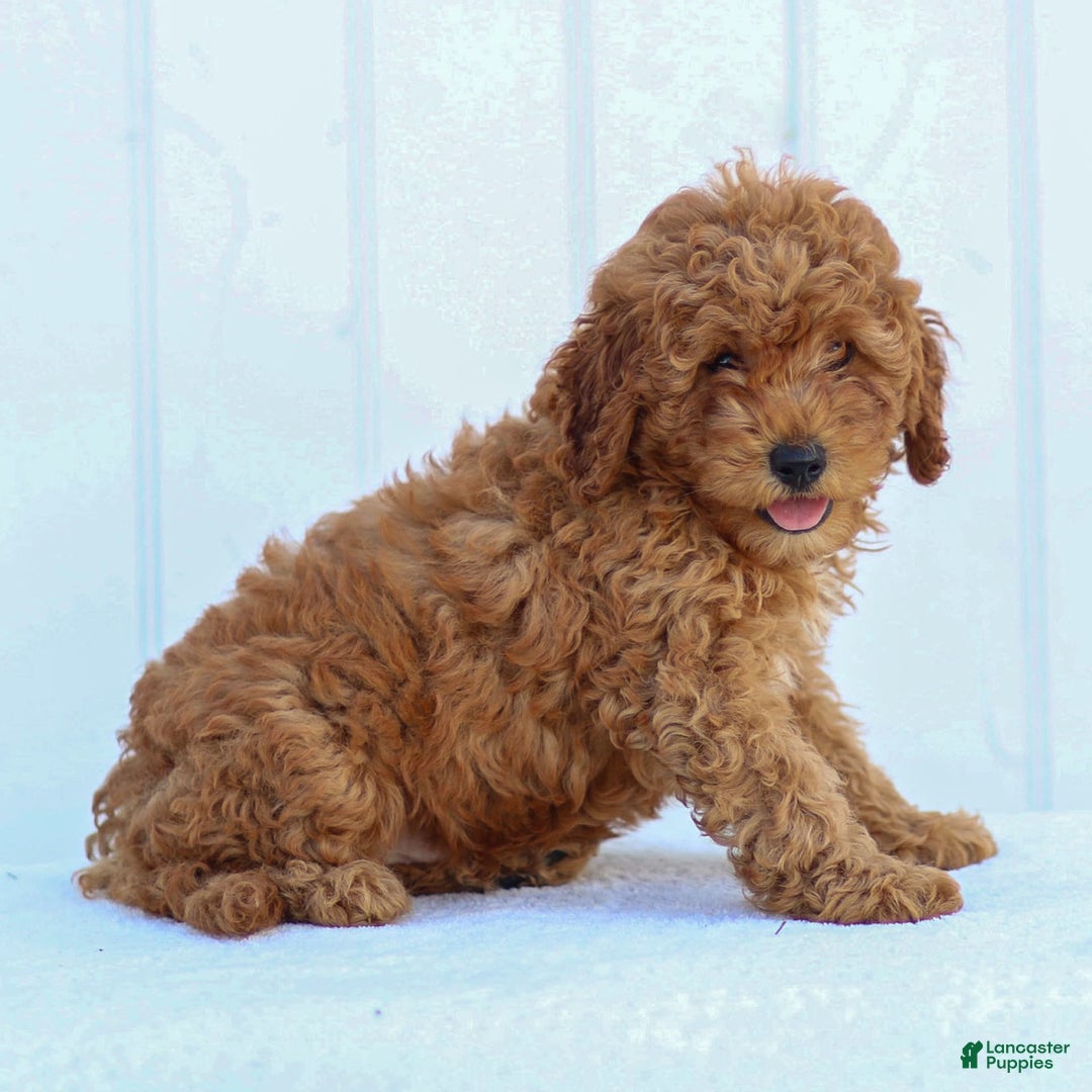 Miniature Poodle dogs for sale: Pierre - Image 5