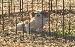 Cavapoo dogs for sale: Puppy 23 - Image 7