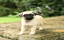 Pug dogs for sale: Jasmine - Image 3