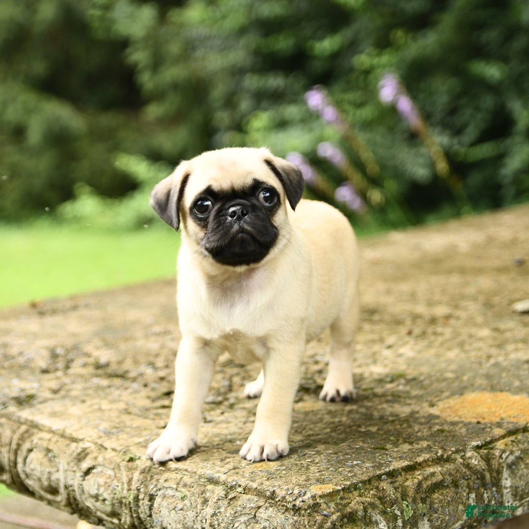 Pug dogs for sale: Jasmine - Image 3