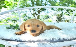 Golden Retriever dogs for sale: Abby - Image 1