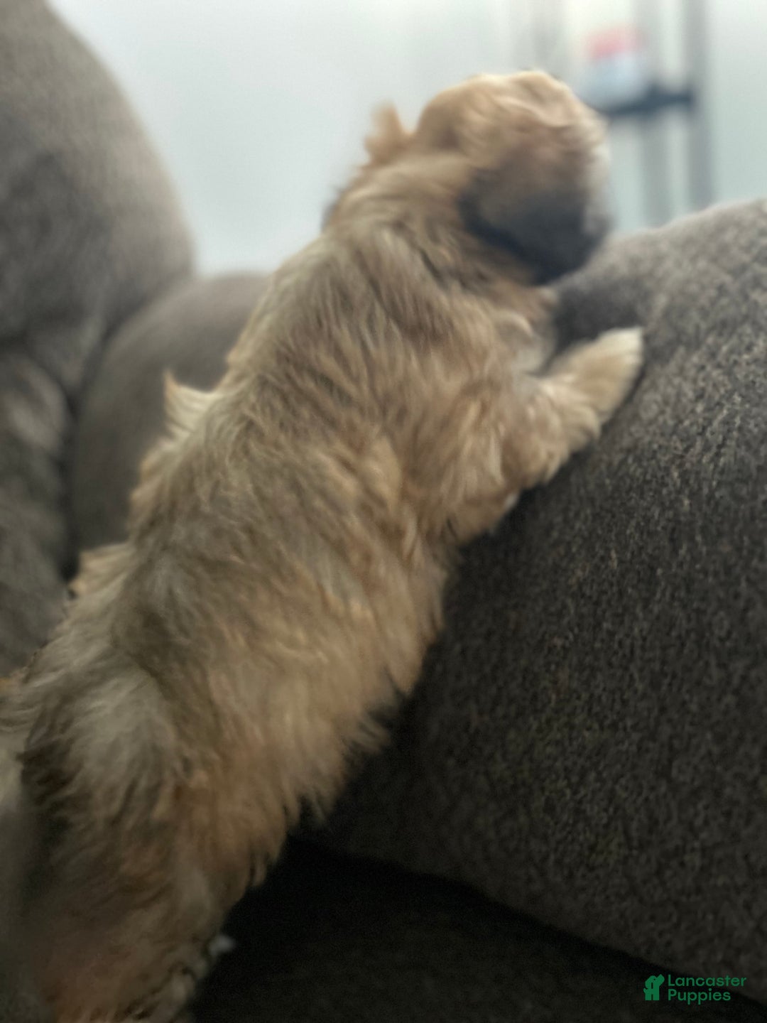 Teddy Bear dogs for sale: Max - Image 4