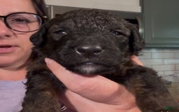Bernedoodle dogs for sale: Royal Blue Boy - Image 1