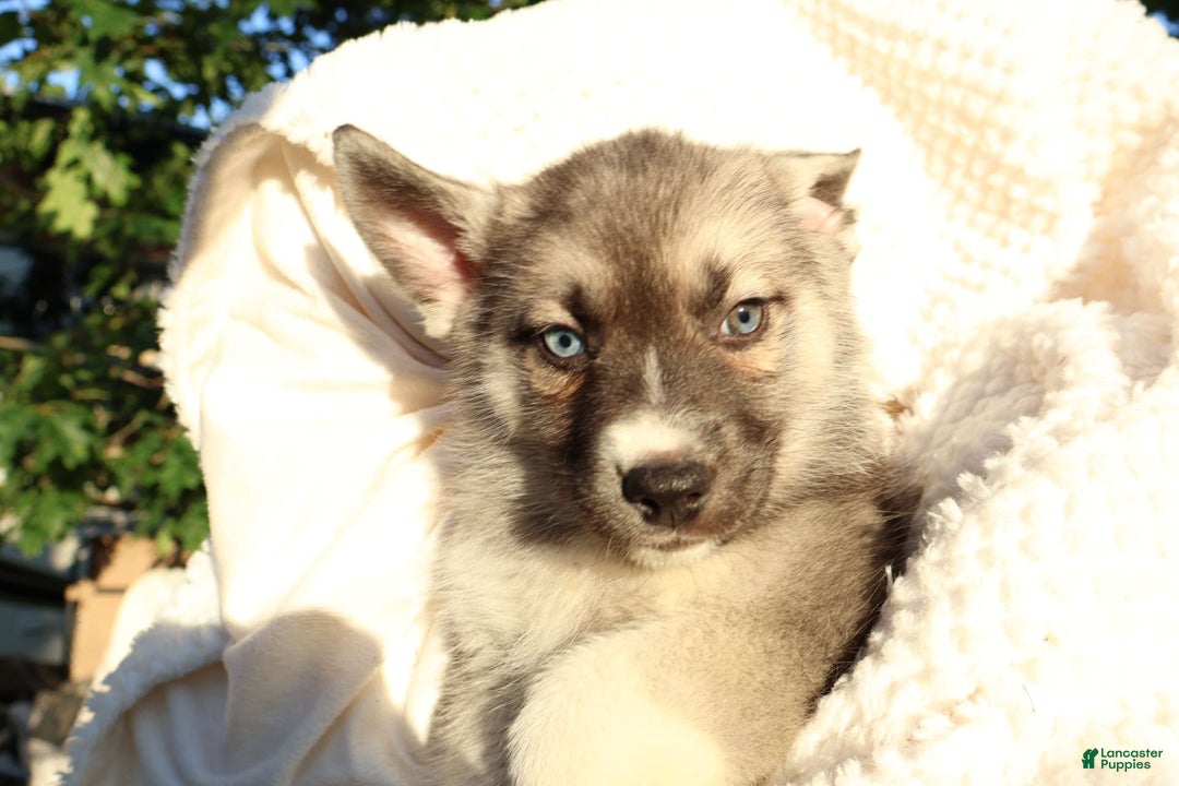 Gerberian Shepsky dogs for sale: Korra - Image 13