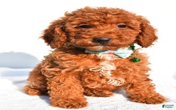 Miniature Poodle dogs for sale: Ozzy - Image 5