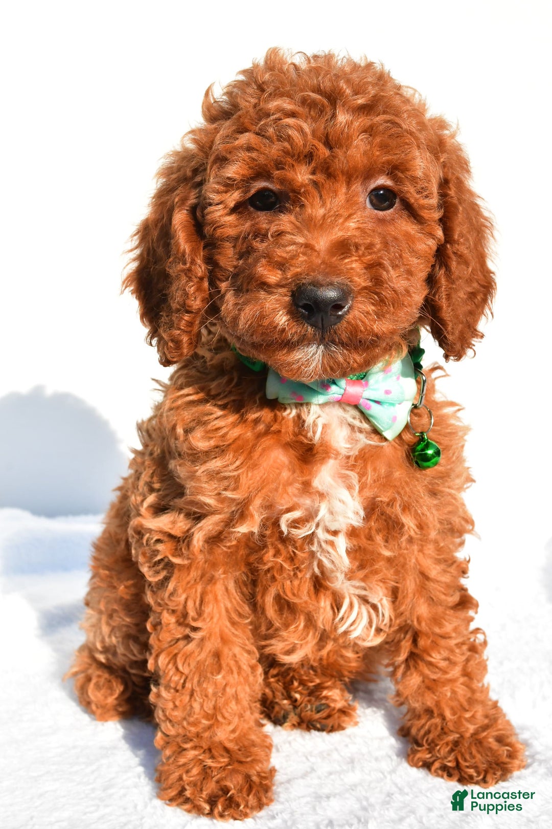 Miniature Poodle dogs for sale: Ozzy - Image 5