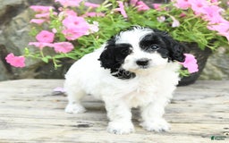 Cavapoo dogs for sale: Sunshine - Image 3