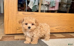 Maltipoo dogs for sale: Sherry - Image 5