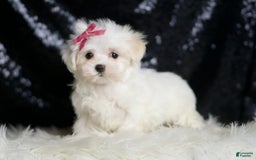 Maltese dogs for sale: Opal - Image 1