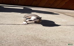 American Bully dogs for sale: Paris - Image 3