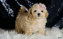 Maltipoo dogs for sale: Daisy - Image 4