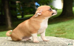 Chihuahua dogs for sale: Leo - Image 3