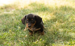 Miniature Dachshund dogs for sale: Maggie - Image 10