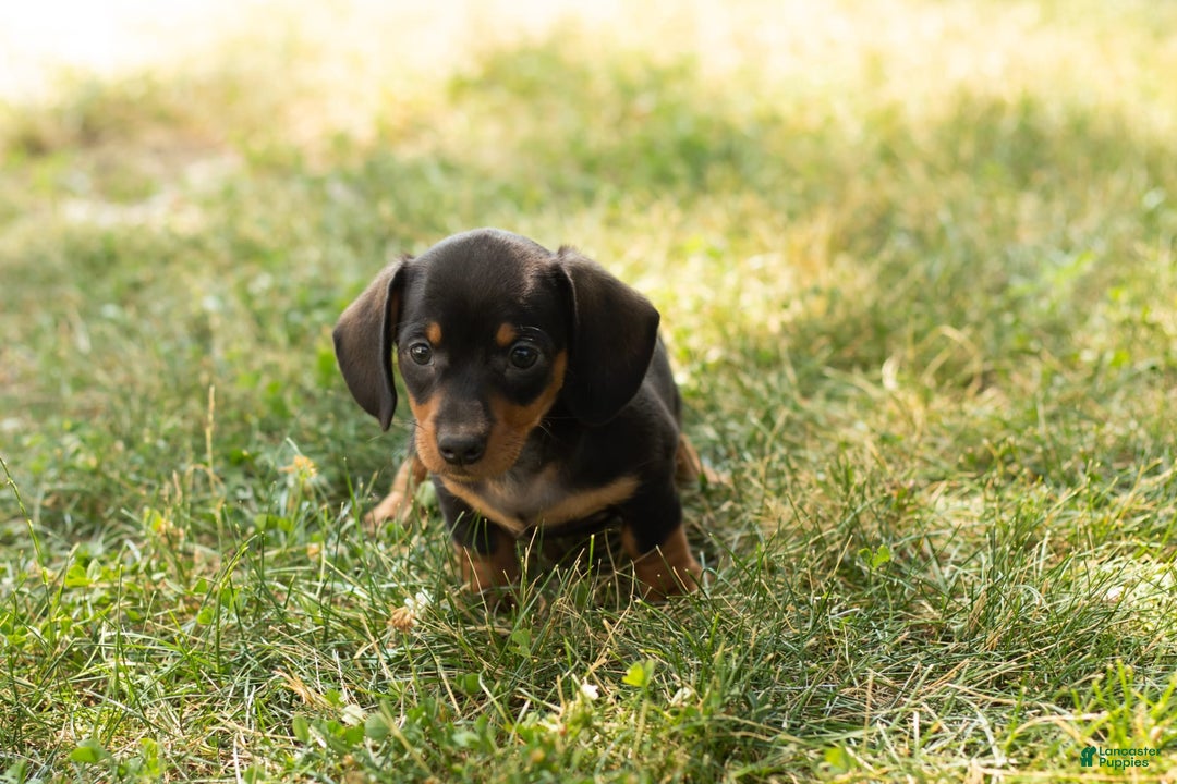Miniature Dachshund dogs for sale: Maggie - Image 10