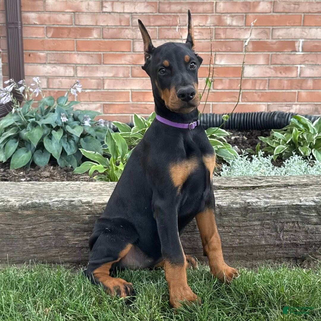 Doberman Pinscher dogs for sale: Selene - Image 3