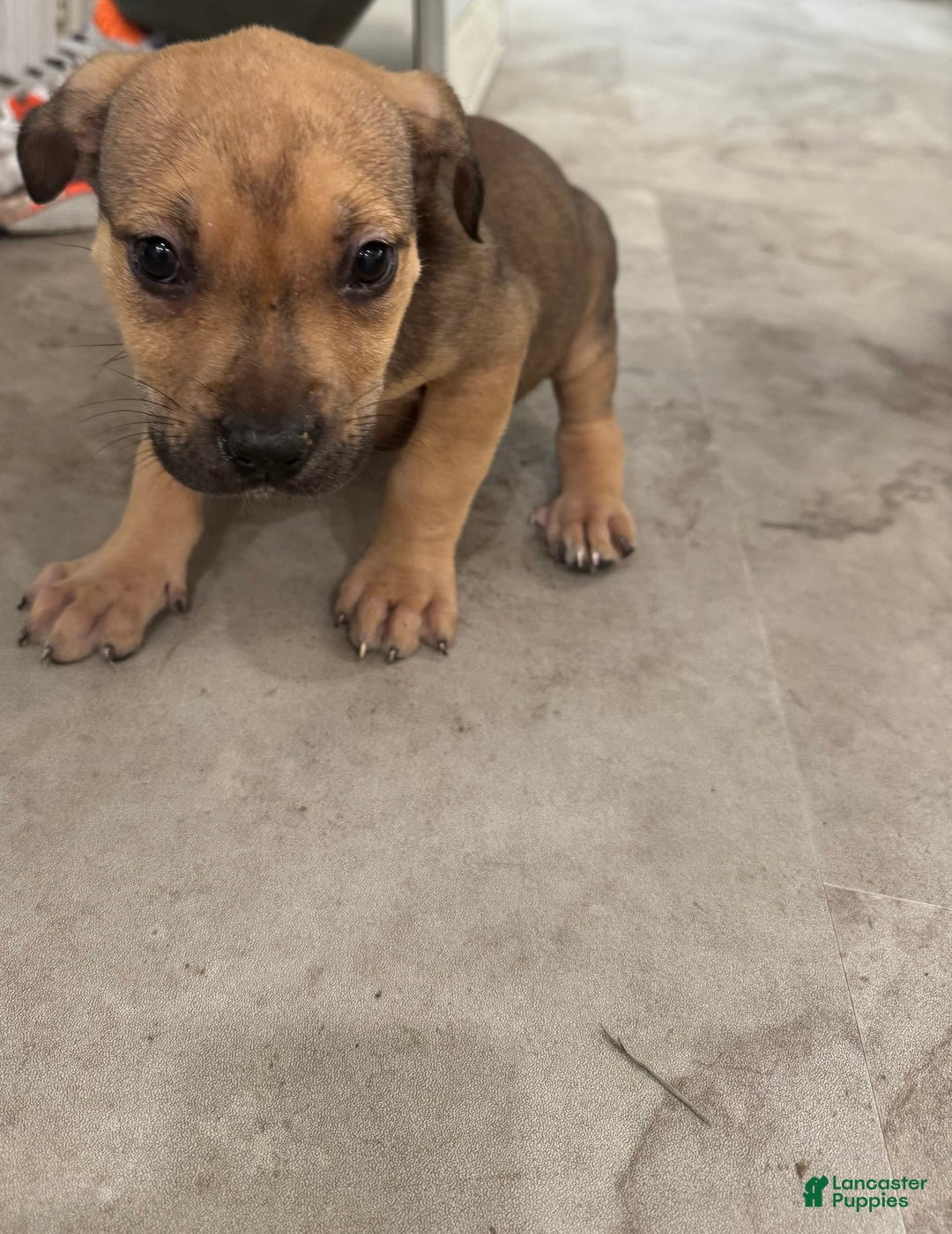 South African Boerboels dogs for sale: Nova - Image 14