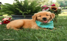 Golden Retriever dogs for sale: Montgomery - Image 5
