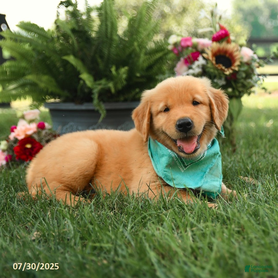 Golden Retriever dogs for sale: Montgomery - Image 5