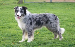 Border Collie dogs for sale: Sunny - Image 8