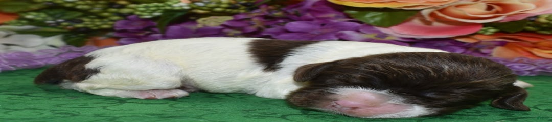 Briechocolatetanparticockerpuppy
