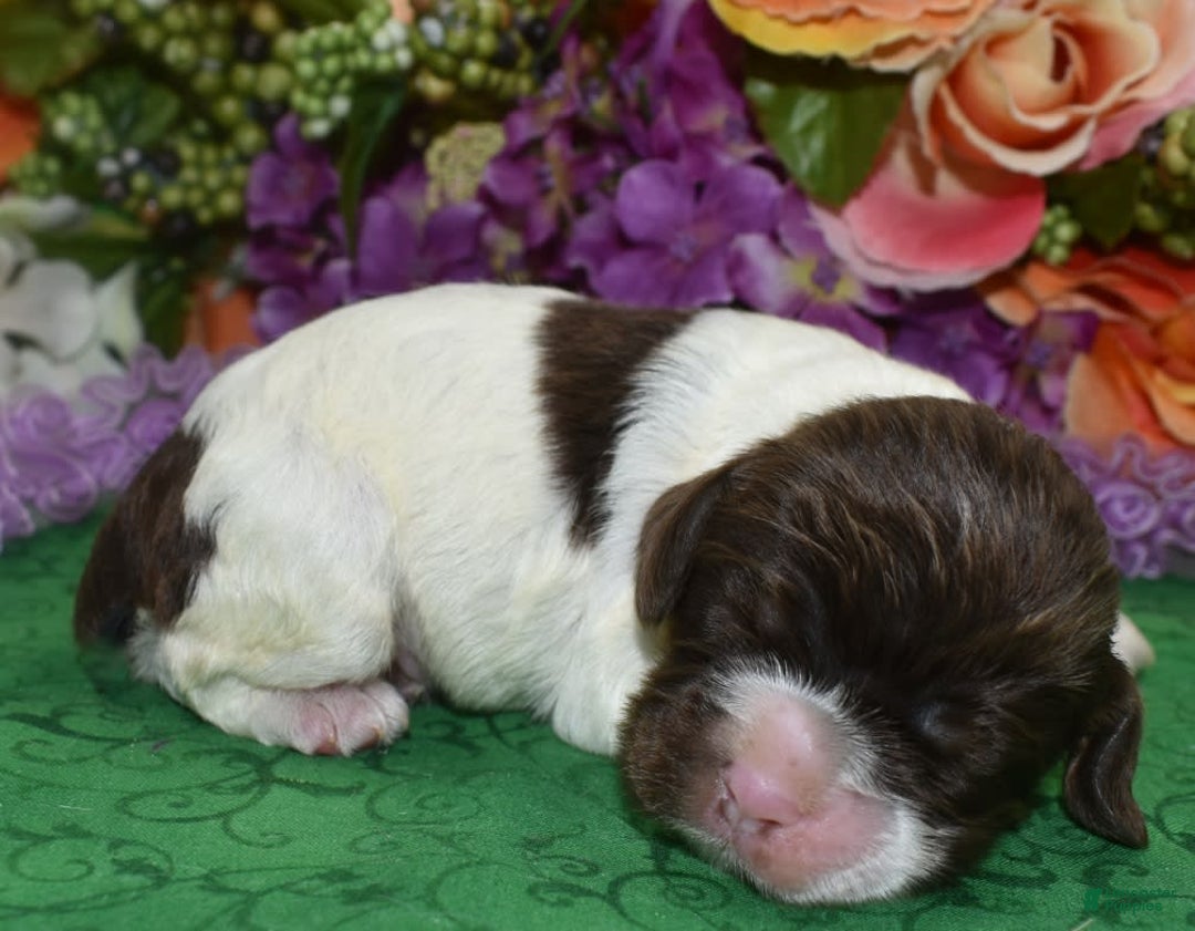 Cocker Spaniel dogs for sale: Briechocolatetanparticockerpuppy - Image 1
