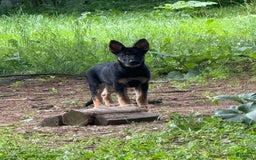 German Shepherd dogs for sale: Princess - Image 7