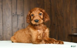 Irish Setter dogs for sale: Maverick - Image 8